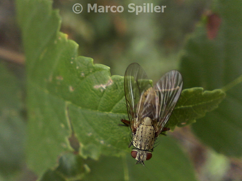 Phaonia ? da identificare